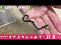 ドチビヒバカリに初めての餌やりした結果…【蛇の捕食】♦️Japanese keelback First feeding