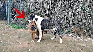 German shepherd vs Alabai dog fight over dominance!!! by Paws Channel 6,076 views 1 month ago 3 minutes, 19 seconds