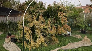 Does a cold tolerant mango trees exist???