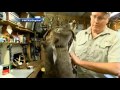 Taxidermy is One Option for Florida Bear Hunters