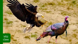 This stupid Eagle attacked the wrong Turkey…it paid it price