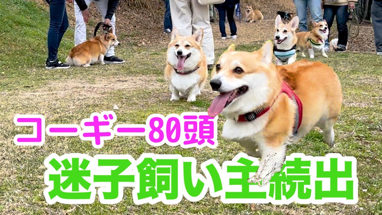 コギだらけ】すぐ迷子になる飼い主を心配するコーギーが可愛い Corgi