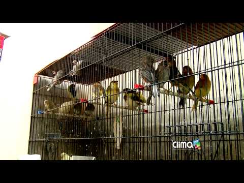 Cuidados con las aves en cautiverio y los factores del estado del tiempo - Clima 24/7