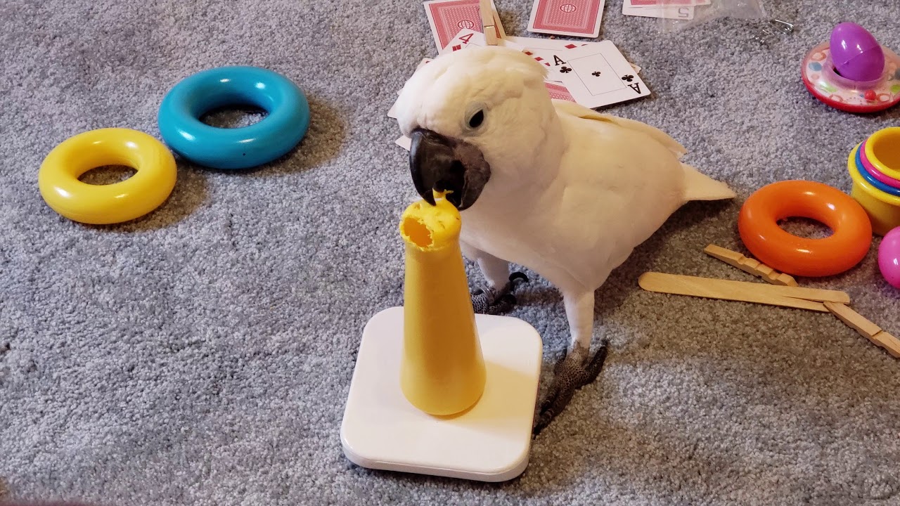 cockatoo price ph Shhh, Incognito.
