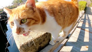ドロボー髭の茶シロ猫が橋の欄干に登って優れたバランス感覚を見せつける