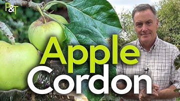 How to Create an Apple Cordon (Pruning Apple Trees) - Pots & Trowels