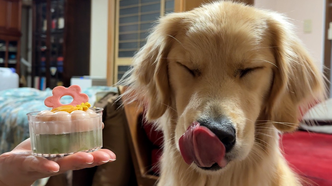 【ひな祭りのケーキに大興奮！】ママを襲うゴールデンレトリバーのドンちゃん🐶お祝いなのにが大パニック！