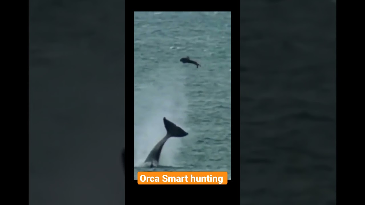 Orca Smart Hunting # Shorts