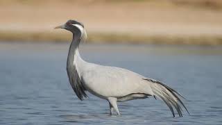 demoiselle crane , nalsarovar , Gujarat ..