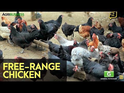 Video: Ano ang pagkakaiba ng factory farming at free range?