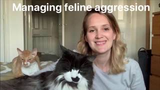 How to manage feline aggression