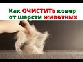 Как Избавиться от Шерсти Животных на Ковре?