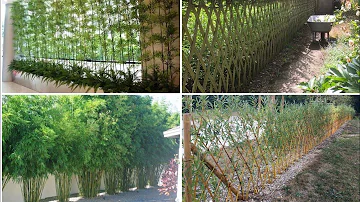 Como plantar uma cerca viva de bambu?