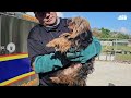 “El hedor es insoportable”: estremecedor momento en que rescataron a perros enjaulados en Caguas