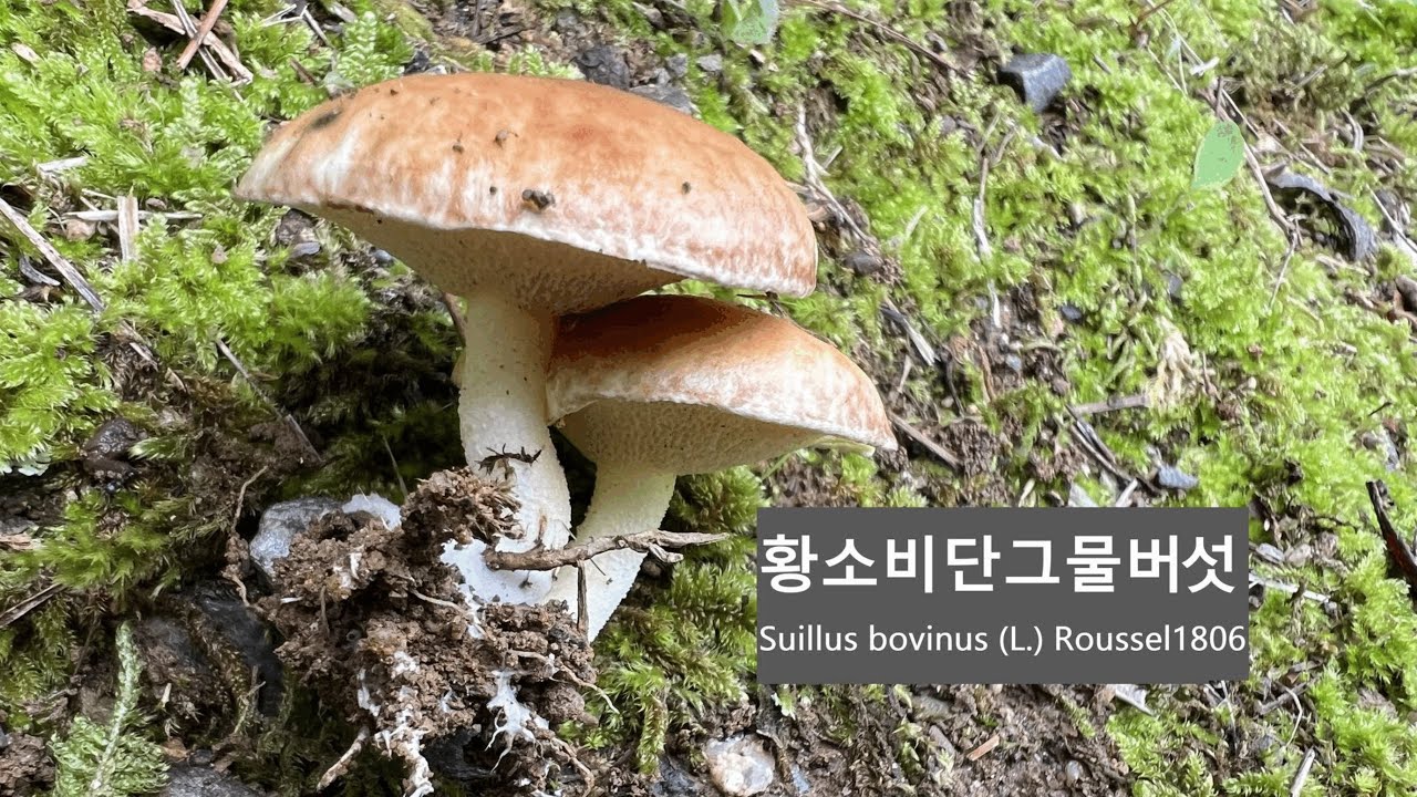 황소비단그물버섯 Suillus bovinus 황소같은색깔 비단같은질감 Jersey cow mushroom 목본식물생장 식용약용에 가치가 큰 ツチスギタケ 그물버섯목 비단그물버섯과