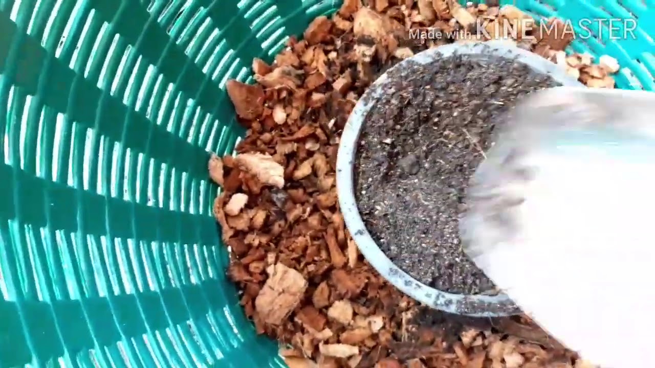 วิธีปลูกต้นส้มเขียวหวานลงในเข่ง สำหรับคนมีพื้นที่น้อย