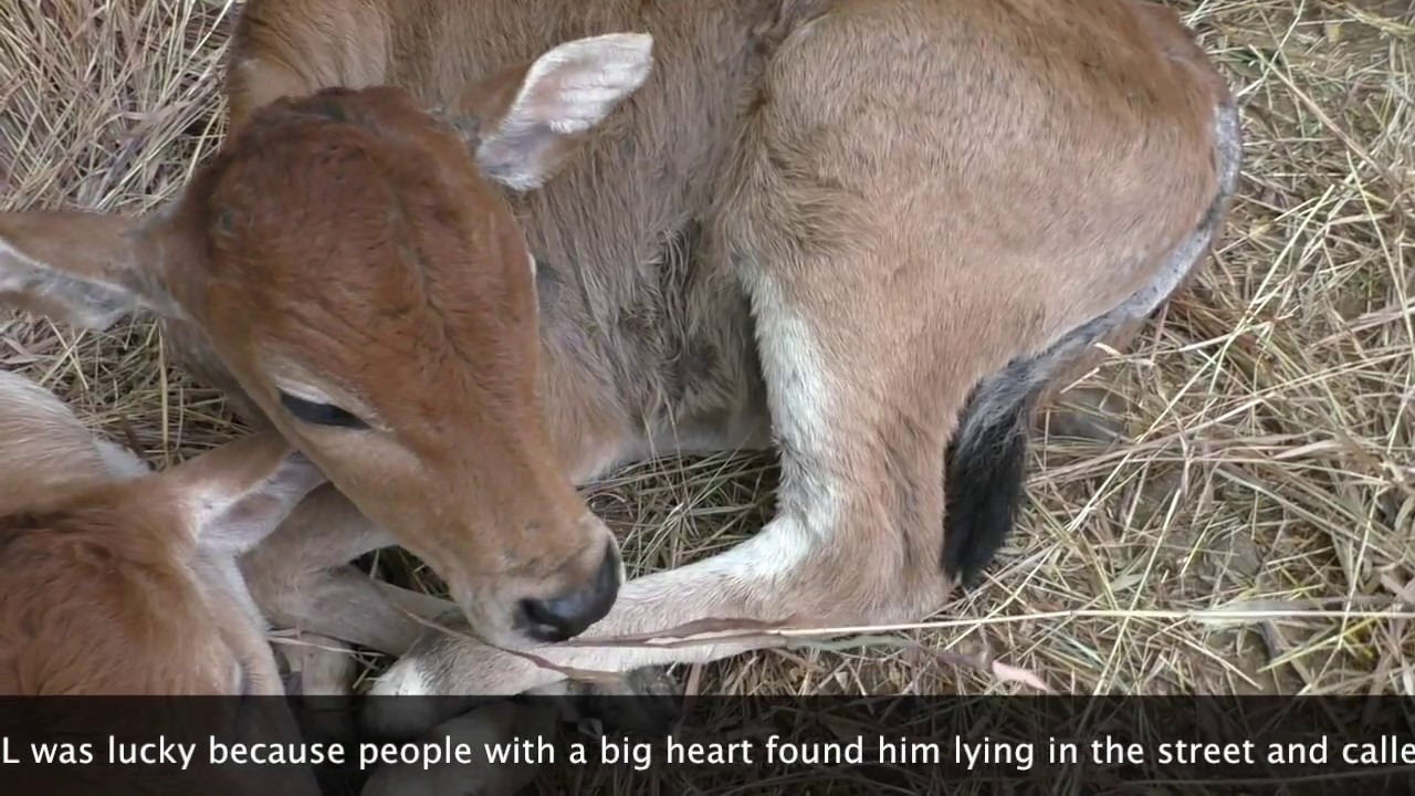 The rescue and beautiful recovery of two calves in India / Animal Aid