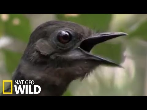 Vidéo: Est-ce que l'oiseau-lyre a son propre son ?