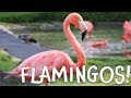 Flamingos! Fun Flamingo Facts for Kids