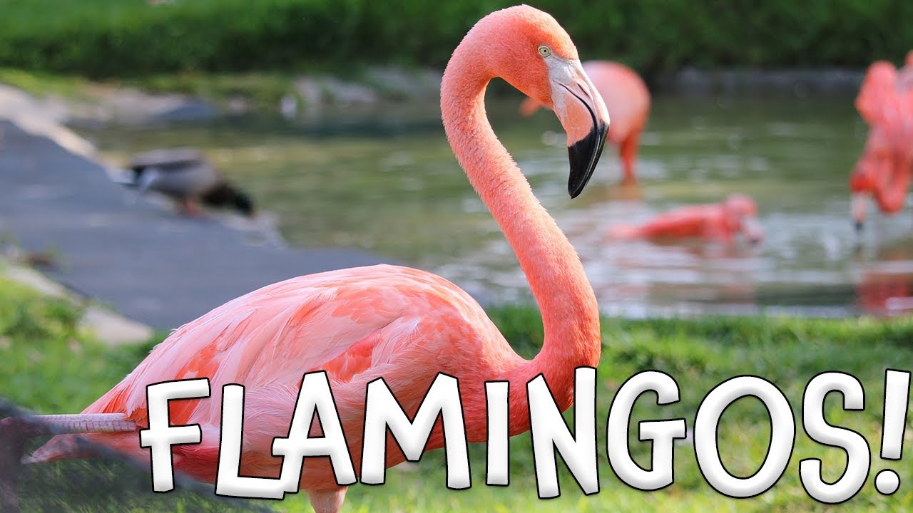 Flamingos! Fun Flamingo Facts for Kids