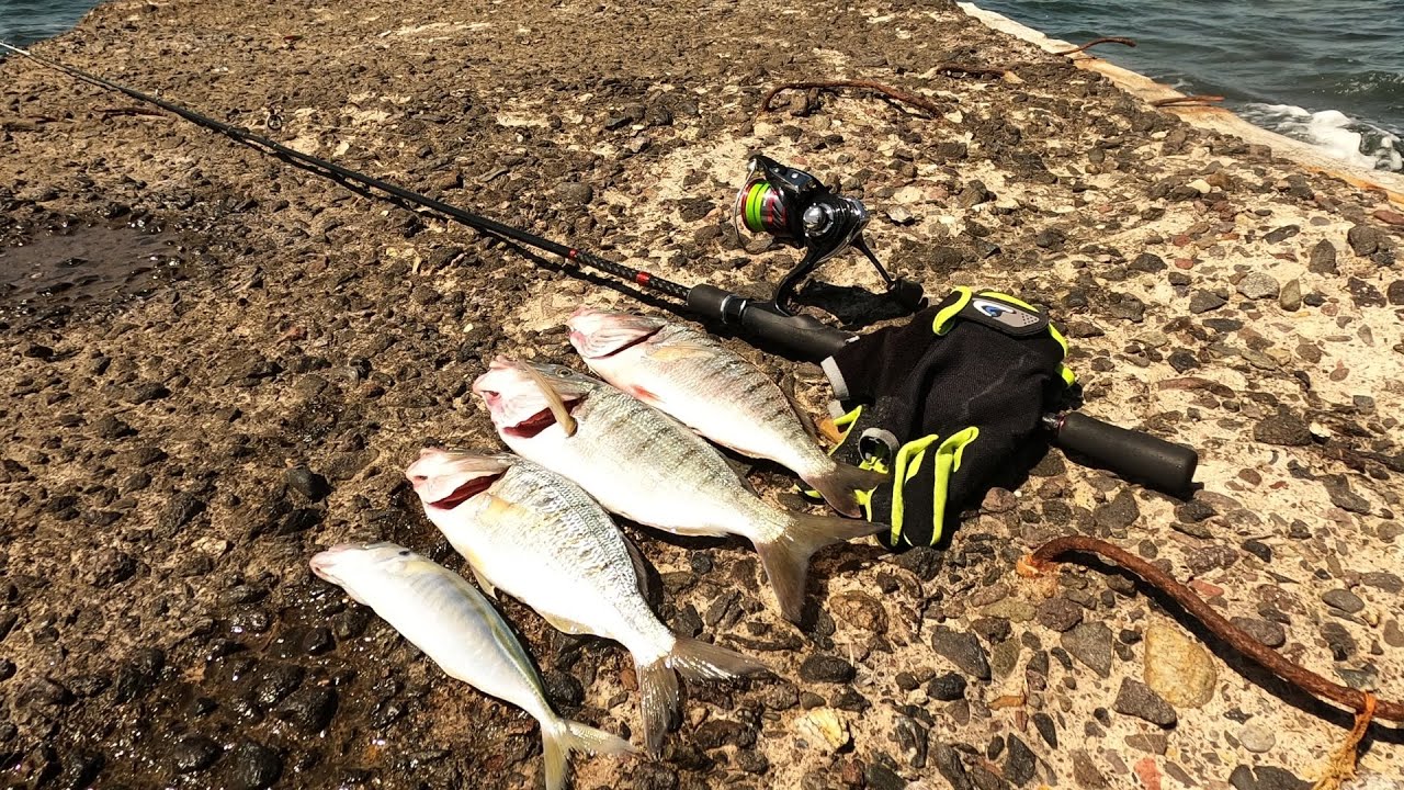 ловля морского окуня