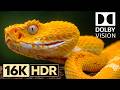 Next Level of Dolby Vision 16K HDR 240fps