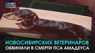 Кто виноват? Жительница Новосибирска обвинила ветеринаров в смерти собаки