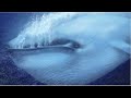 【地球の歴史上最大！】現存するメガロドンよりも遥かに大きな生物