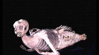 Thenoticia360 Seres Extraos Y Cosas Raras1.Flv