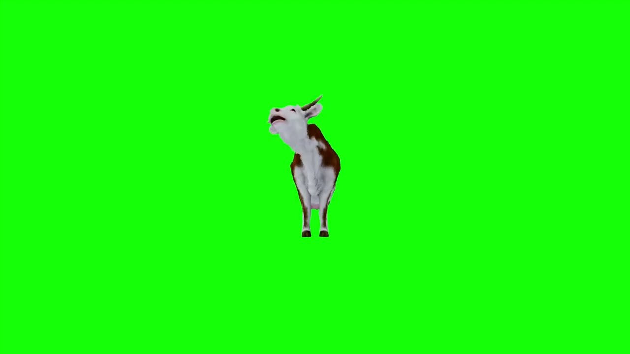 Dancing Cow green screen 