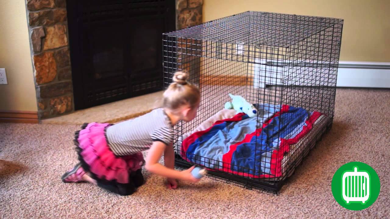 Kong Solutions: Crate Training