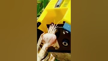 unique tool for trimming onion roots after harvesting #shorts