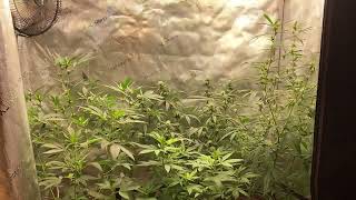 Mixed tent