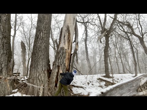 Video: ¿El Cottonwood es una buena madera?