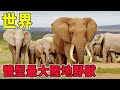 The Largest Extant Land Beast The Largest Extant Land Beast
