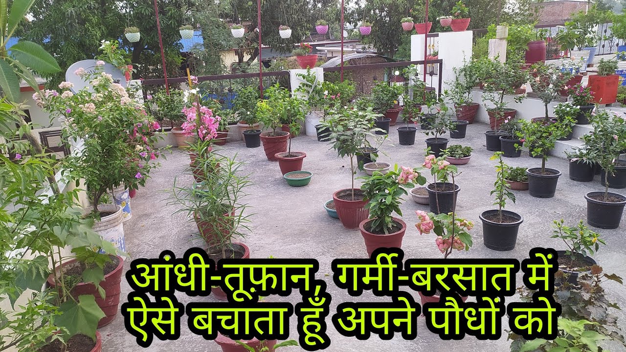 How to protect garden from storm and rain आँधीतूफान से पौधों को ऐसे