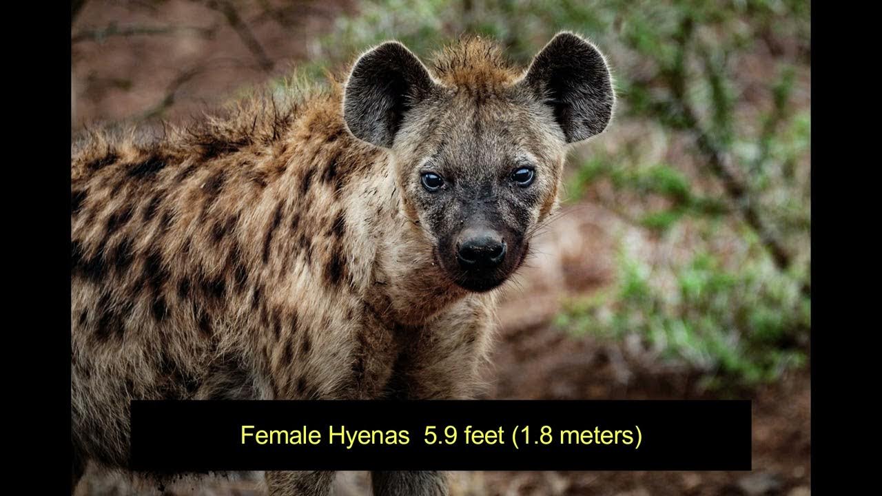 How Much Does A Hyena Weigh? - YouTube