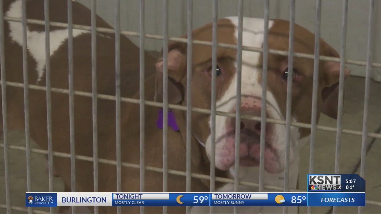 Wamego city commission cuts ties with local animal shelter YouTube