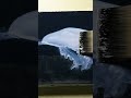 完成した油絵にニスを塗ってツヤを与える Varnishing an Oil painting #shorts
