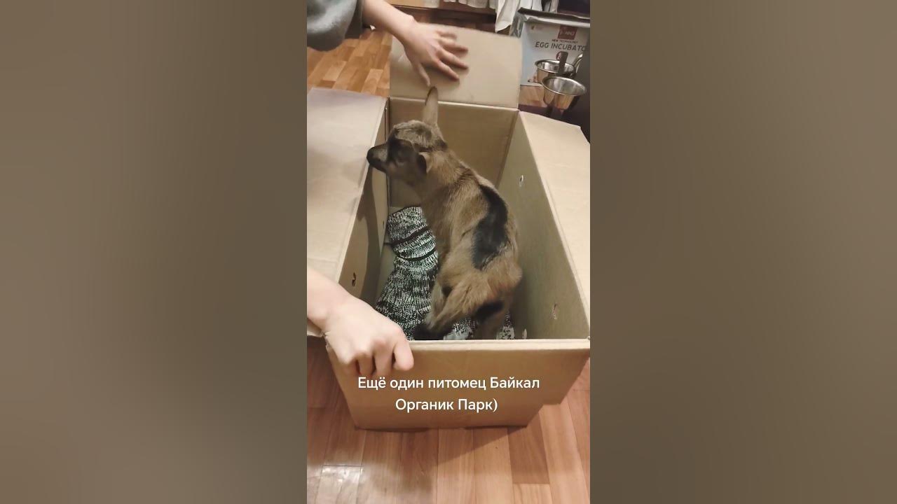 Ещё один питомец Байкал Органик Парк) - YouTube