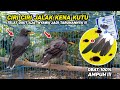 Mabung Lama dan Bulu Sering Rontok? Cek Sekarang, Bisa Jadi Burung Jalak Kebomu SAKIT KUTU!