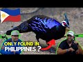 Americans React to Philippines Animals | 10 RARE Animals Only Found in the Philippines