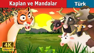 Kaplan ve Mandalar | Tiger and Buffaloes in Turkish | Turkish Fairy Tales Resimi