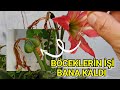 Böceklerin İşini de Ben Yaptım