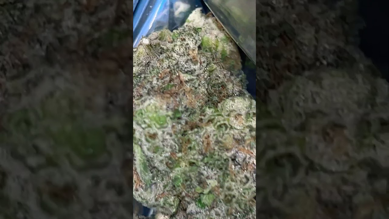 Society C Kush Mints mini strain review