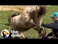 Pony Is Thrilled To Have Her Overgrown Hooves Finally Cut | The Dodo