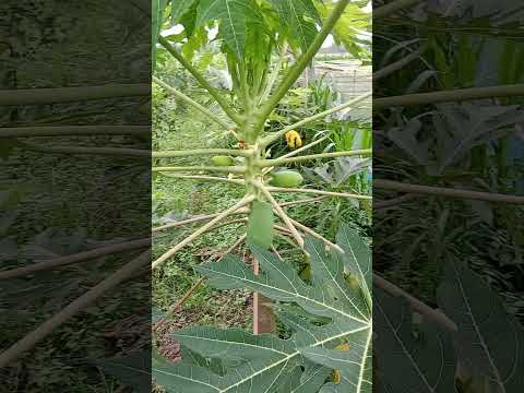 পেয়ারা বাগানে  সাথী ফসল হিসেবে পেপে চাষ #farming #guava