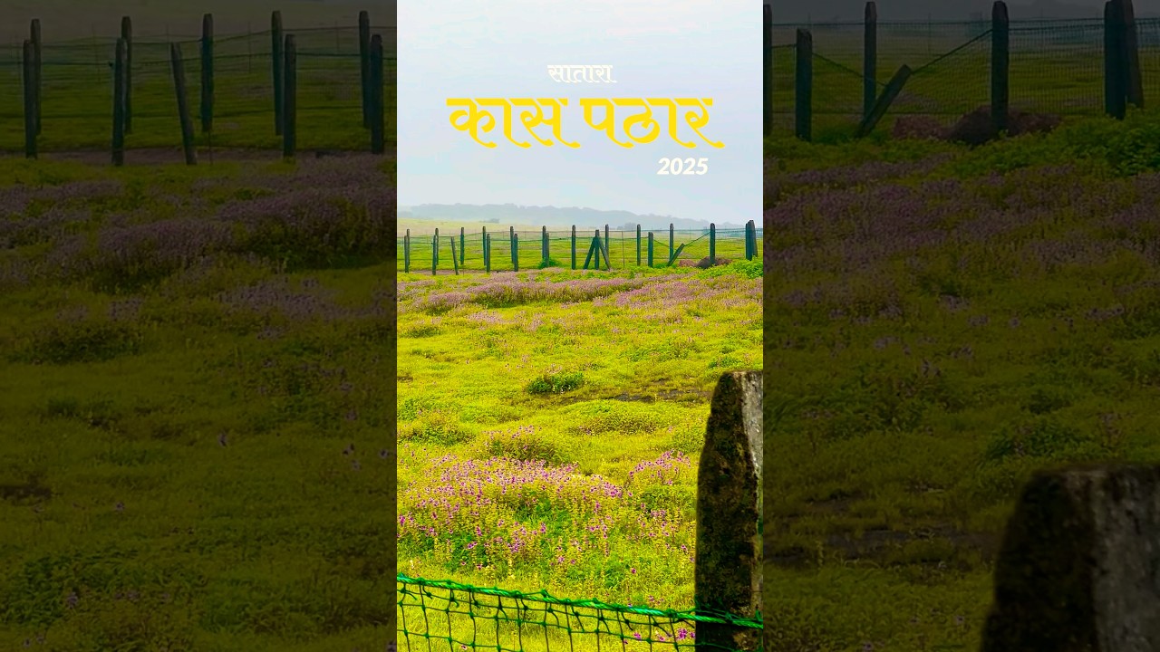 Kaas Pathar Latest Update September 2025 