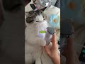 Gatinho tava com rinite!