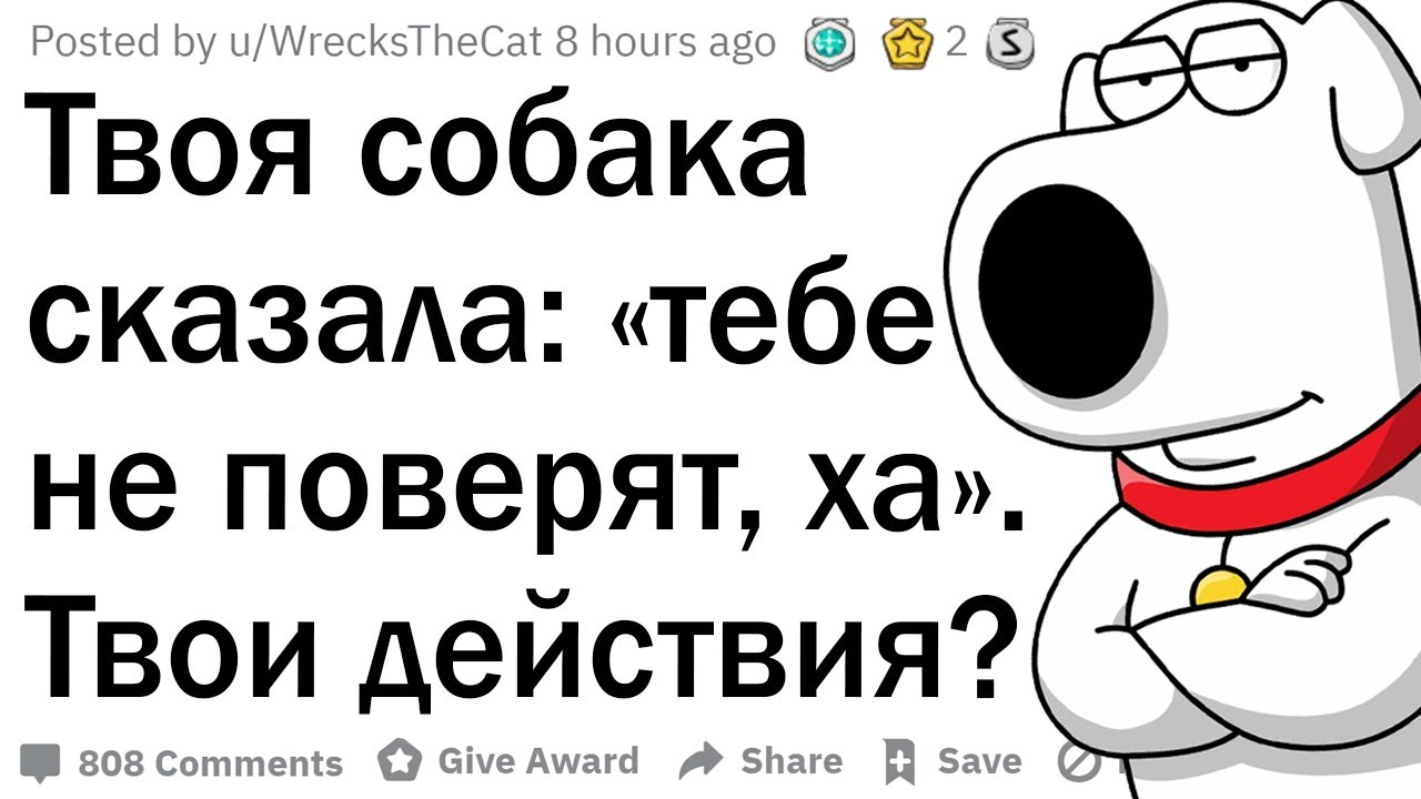 Песня твоя собачка одета дороже тебя